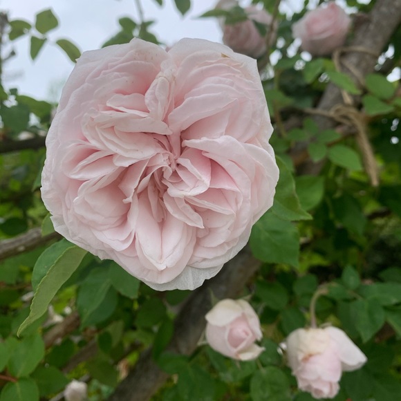 Meet your Posher, Celeste - Picture 1 of 2